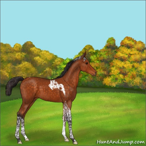 Horse Color:Buckskin Tobiano 