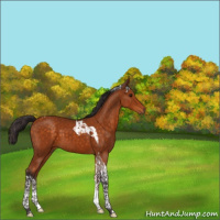 Horse Color:Buckskin Tobiano 