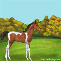 Horse Color:Brown Tobiano Appaloosa 
