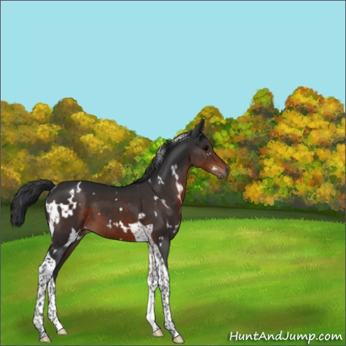 Horse Color:White Spotted Brown Tobiano