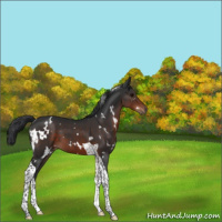 Horse Color:White Spotted Brown Tobiano 