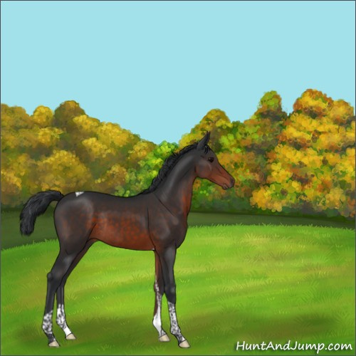 Horse Color:Brown Tobiano Rabicano 