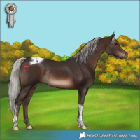 Horse Color:Silver Brown Tobiano Rabicano