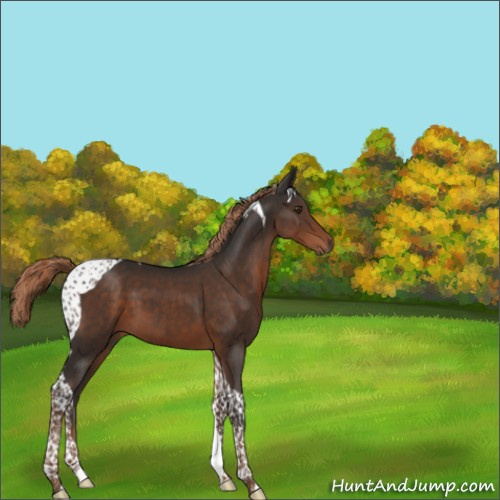 Horse Color:Liver Chestnut Tobiano 