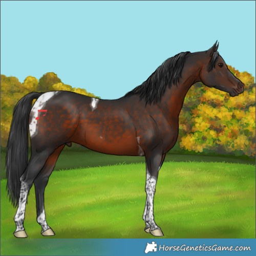 Horse Color:Brown Tobiano 
