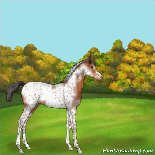 Horse Color:Bay Tobiano Frame 