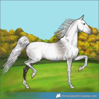 Horse Color:Gray Silver Grullo Tobiano