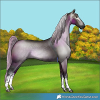Horse Color:Gray White Spotted Silver Brown Dun 