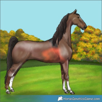 Horse Color:Gray White Spotted Liver Red Dun