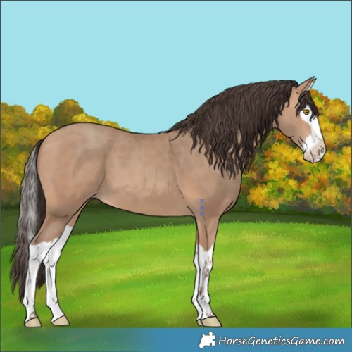 Horse Color:Amber Champagne Splash 