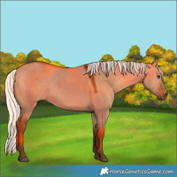 Horse Color:White Spotted Silver Bay Dun