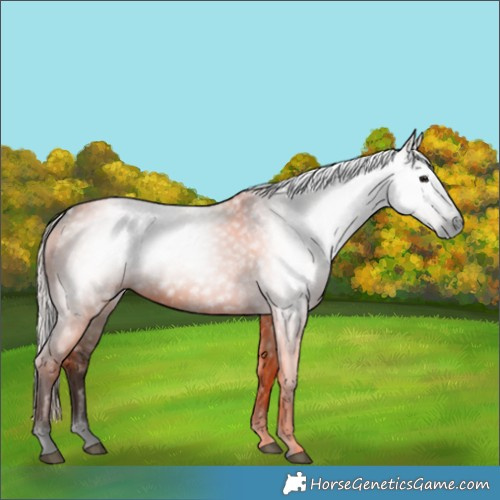 Horse Color:Gray White Spotted Silver Grullo 