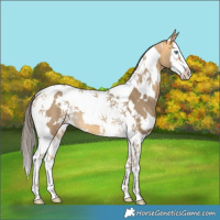 Horse Color:White Spotted Amber Cream Champagne Splash Tobiano 