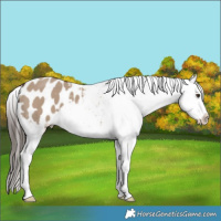Horse Color:Liver Red Dun Splash Appaloosa 