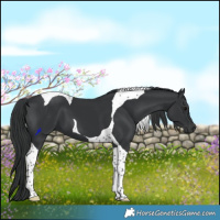 Horse Color:Black Tobiano