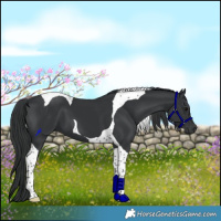 Horse Color:Black Tobiano 