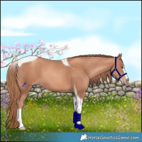 Horse Color:Gold Champagne Tobiano 