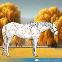 Horse Color:Buckskin Appaloosa