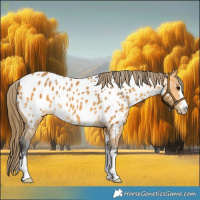 Horse Color:Buckskin Appaloosa 