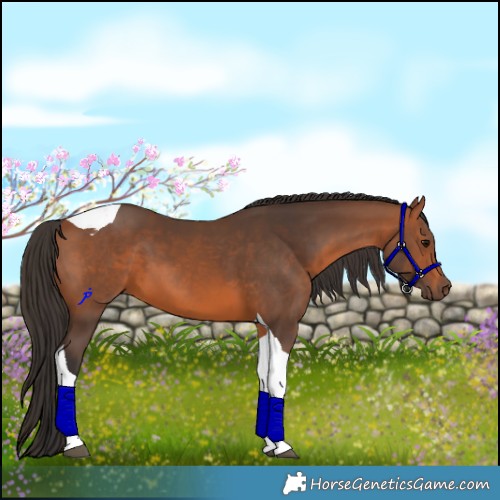Horse Color:Bay Tobiano