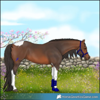Horse Color:Bay Tobiano 
