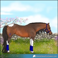 Horse Color:Bay Tobiano
