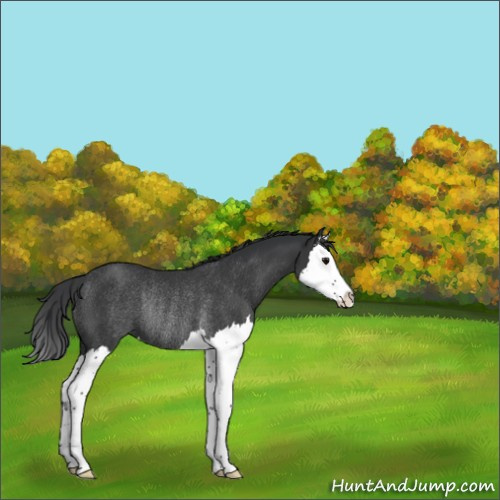 Horse Color:Black Splash Rabicano 