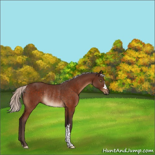 Horse Color:Silver Brown Rabicano 