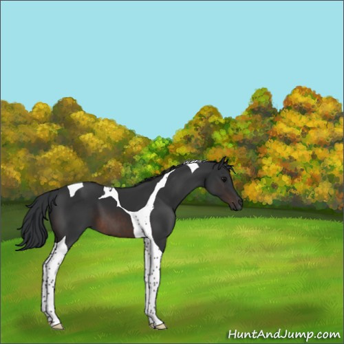 Horse Color:Brown Tobiano 