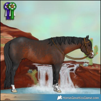Horse Color:Brown Rabicano 