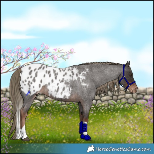 Horse Color:Liver Red Roan Tobiano Appaloosa Rabicano