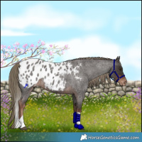 Horse Color:Liver Red Roan Tobiano Blanket Rabicano 