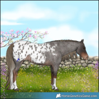 Horse Color:Liver Red Roan Tobiano Appaloosa Rabicano