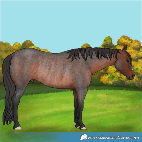 Horse Color:Brown Roan Rabicano 