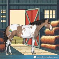 Horse Color:Bay Dun Tobiano 