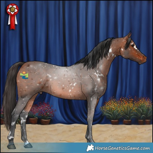 Horse Color:White Spotted Bay 