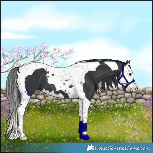 Horse Color:Black Splash Tobiano 