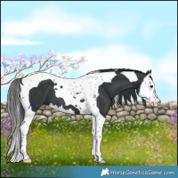 Horse Color:Black Splash Tobiano