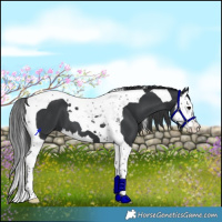 Horse Color:Black Splash Tobiano 