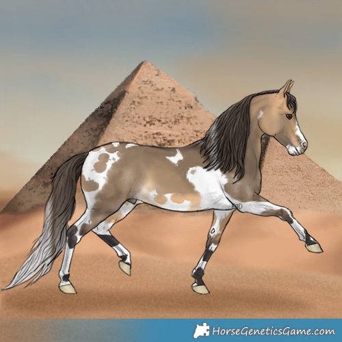 Horse Color:Buckskin Dun Tobiano Frame 