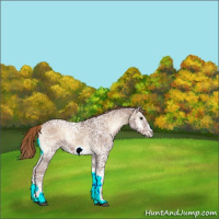 Horse Color:Red Onyx Ice Frame 