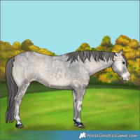 Horse Color:Blue Onyx Ice Appaloosa 