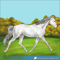 Horse Color:Gold Champagne Roan Dun Splash Tobiano Frame Appaloosa Rabicano 