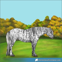 Horse Color:Black  and White Spotted Silver Smoky Black Tobiano 