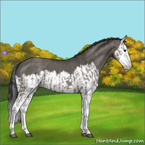 Horse Color:Grullo Sabino Splash and Grullo Sabino Splash