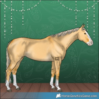 Horse Color:Palomino Dun Splash
