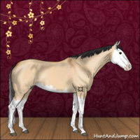 Horse Color:Bay Dun Splash 