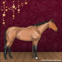 Horse Color:Bay Roan 
