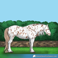 Horse Color:Chestnut Tobiano Frame Appaloosa 