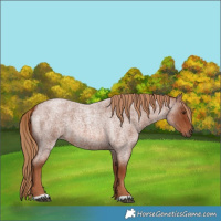 Horse Color:Red Roan 